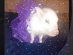 Vanessa like stick Free XXX | xvideosearch.com