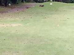 Ebony Online | xvideosearch.com