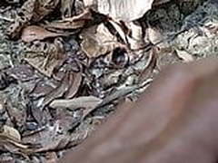 Imo Online | xvideosearch.com