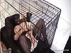 The Cage HD | xvideosearch.com