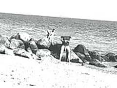 A very huge flaccid cock on a German nude beach Free XXX | xvideosearch.com