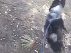 Hanging out with my two little fuckers HD | xvideosearch.com