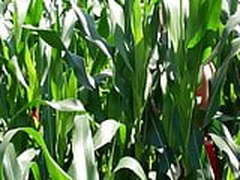 Hot blonde Cindee Online | xvideosearch.com