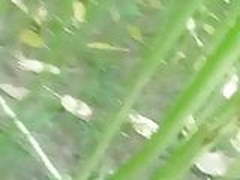 Jungle mai mangal Online | xvideosearch.com